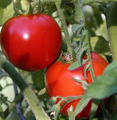 Aywal Hybrid Pusa Ruby High Yield Tomato Seed(375 per packet)