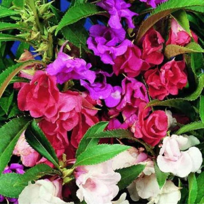 XOLDA Exotic Balsam Mix Flower Seed(20 per packet)
