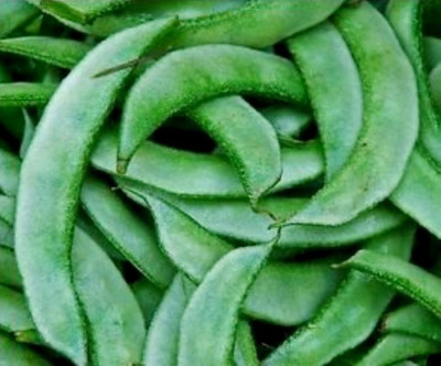 Greenwill Sem Seed(10 per packet)