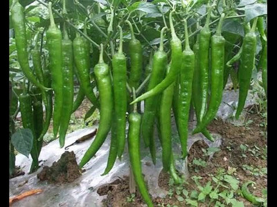 sporos GREEN CHILLI Seed(10 per packet)