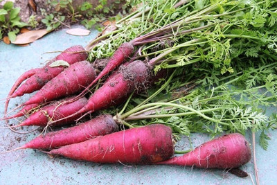 sporos Red carrot Seed(70 per packet)