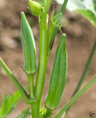 MKR Enterprises Red Okra Seed(450 per packet)