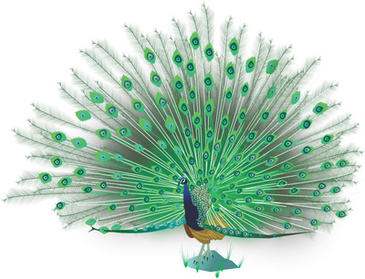 Jagvii 59 cm A green dancing peacock full of happiness,Wall sticker Removable Sticker(Pack of 1)