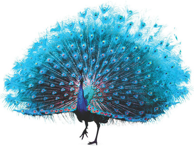 Varadvinayak 45 cm Amazing peacock Self Adhesive Sticker(Pack of 1)