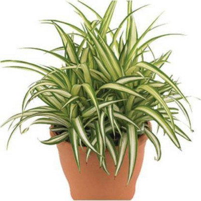 GreenyOn Spider Plant(Hybrid, Pack of 1)