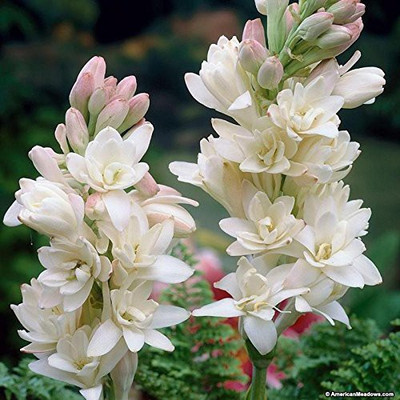 DROXTY FLOWER Seed(50 per packet)