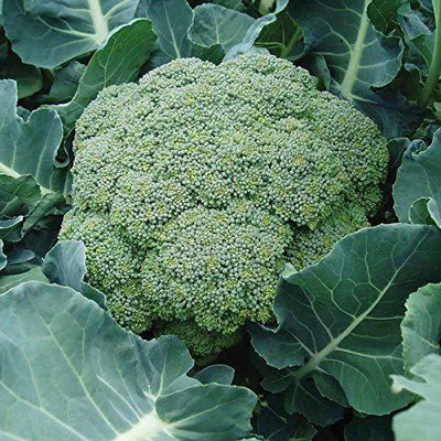 CYBEXIS Belstar Broccoli2000 Seeds Seed(2000 per packet)