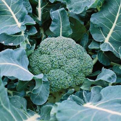 LYRS Green Calabrese Broccoli Seeds With 200gm Vermicompost Seed(60 per packet)
