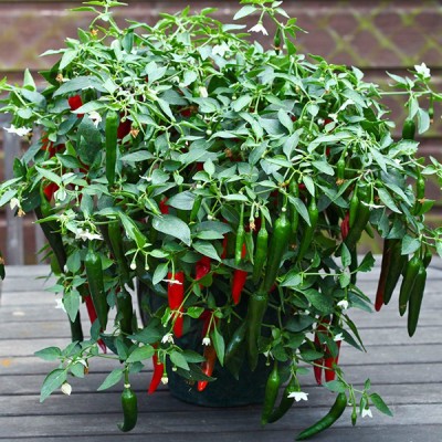 NurseryServe F1 Hybrid Chilli Vasudha Seed(35 per packet)