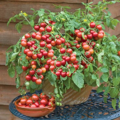 Kofy Cherry Tomato Seed(30 per packet)