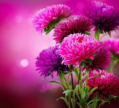 Kofy Aster Seed(10 per packet)