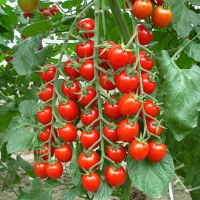 Kofy Cherry Tomato Seed(30 per packet)