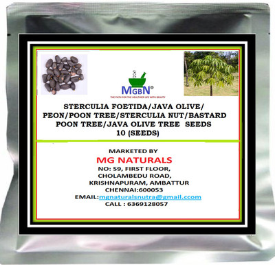 MGBN STERCULIA FOETIDA/JAVA OLIVE/PEON/POON TREE/STERCULIA NUTPOON TREE/JAVA OLIVE TREE SEEDS - 10 SEEDS Seed(10 per packet)