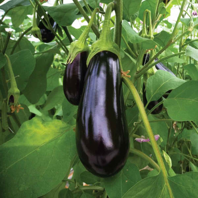 sporos Brinjal Seed(60 per packet)