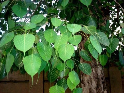 Greenwill Peepal Tree Seed(50 per packet)