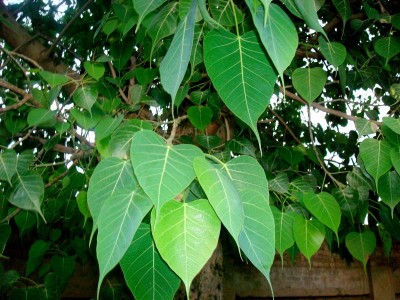 Greenwill Peepal Tree (Ficus religiosa) or sacred fig Tree Seed(100 per packet)