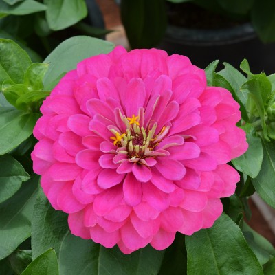 ME Traders Zinnia Pink Seed(38 per packet)