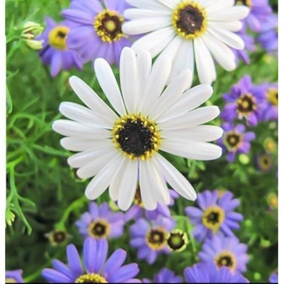 Kofy Cosmos Seed(30 per packet)