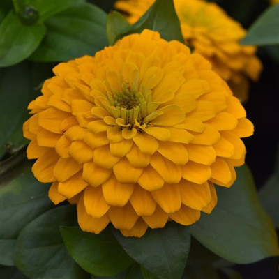 Jevik Zinnia yellow Seed(170 per packet)