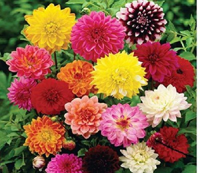 sporos Garden Dahlia Seed(10 per packet)