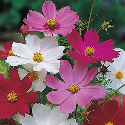 Kofy Cosmos Seed(10 per packet)