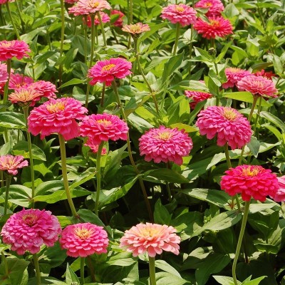 sporos Zinnia pink Seed(10 per packet)