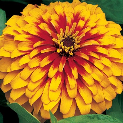 sporos Zinnia yellow Seed(25 per packet)