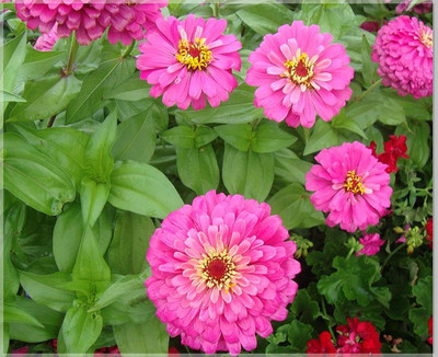 Paudha Zinnia Pink Seed(39 per packet)