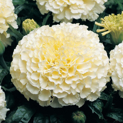 VibeX LXI-797-Tagetes Double Dwarf White (F2) Marigold Seeds Seed(1 per packet)