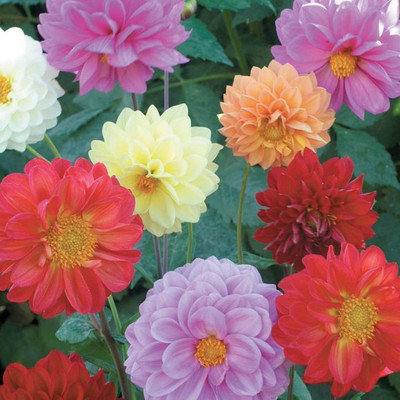 sporos Dahlia Seeds - Pompon Double Mixed Seed(50 per packet)