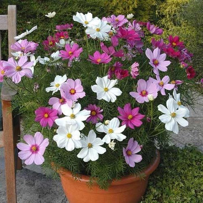 Qausain Cosmos Flower Seed(70 per packet)