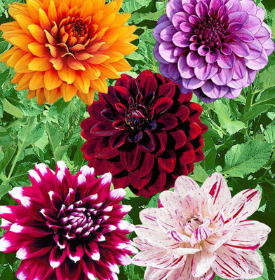 sporos Dahlia f1 Seed(10 per packet)