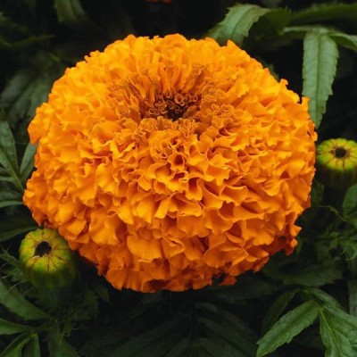 XOLDA Exotic marigold orange Seed(39 per packet)