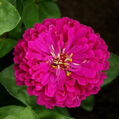 Paudha Zinnia Purple Seed(27 per packet)
