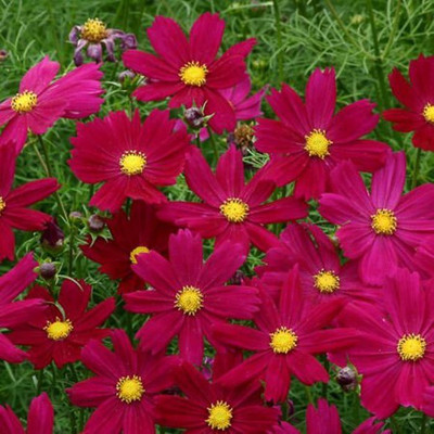 Kofy Cosmos Seed(70 per packet)