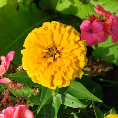 sporos Zinnia yellow Seed(10 per packet)