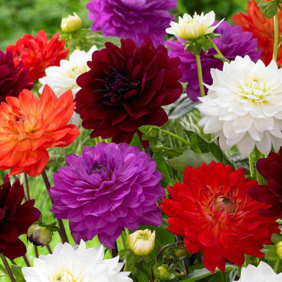 VibeX Dahlia Seed(5 per packet)