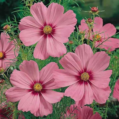Kofy Cosmos Seed(15 per packet)