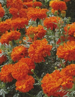 sporos Marigold Orange Seed(60 per packet)