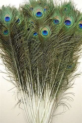 Weird Pack of 10 Decorative Feathers(20 Inch Peacock Feather)