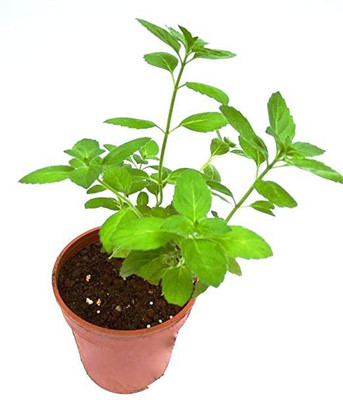 Ukanda Tulsi Plant(Hybrid, Pack of 1)