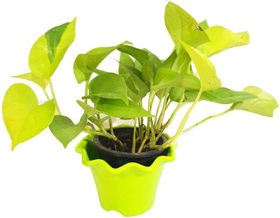 Vijay Sales Money Plant(Hybrid, Pack of 1)