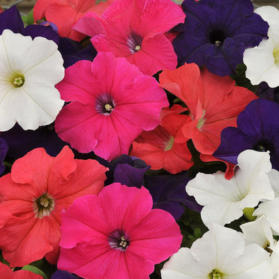 CYBEXIS Petunia Hybrid Flower Seed Mix Seed(1 g)