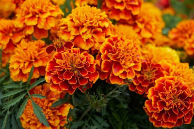 Kofy French Marigold Seed(50 per packet)