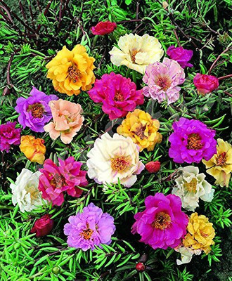 Paudha Exotic Portulaca Mix Seed(63 per packet)