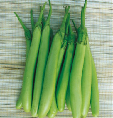 Paudha Brinjal Green Long Seed(48 per packet)