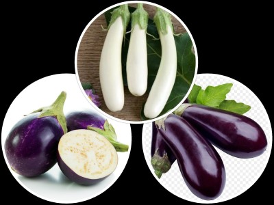 Advance brinjal, began Seed(50 per packet)