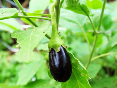 XOLDA Brinjal Seed(25 per packet)