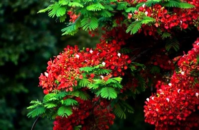 Greenwill Delonix Regia (Gulmohar) Tree Seed(10 per packet)