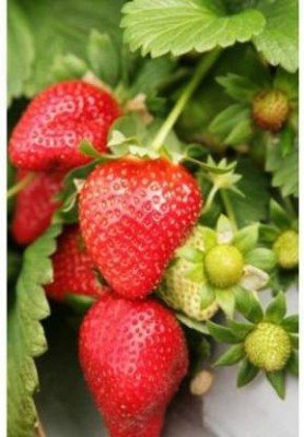 OMAZE strawberry seeds Seed(40 per packet)